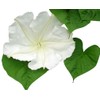 White Moonflower Vine Seeds - Climbing Vine Up to 15
