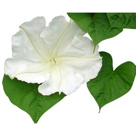 White Moonflower Vine Seeds - Climbing Vine Up to 15 Feet - Fragrant