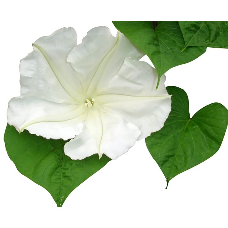 White Moonflower Vine Seeds - Climbing Vine Up to 15