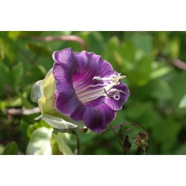 KIRA SEEDS - Cathedral Bells - Cup and Saucer Vine Cobaea - Perennial Flowers for Planting - GMO Free