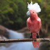 20" Super Large Artificial Feathered Pink Cockatoo