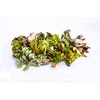 Live Succulent Cuttings – Succulent Cuttings in Bulk (Pack of