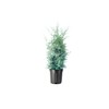 Carolina Sapphire Cypress Tree | 2 Large Gallon Size Plants