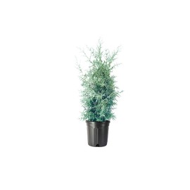 Carolina Sapphire Cypress Tree | 2 Large Gallon Size Plants | Beautiful Evergreen Low Maintenance Cold Hardy Privacy Screen