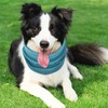 Cooling Collar for Dogs, Dog Bandanas Cooling, Dog Collar, Cooling