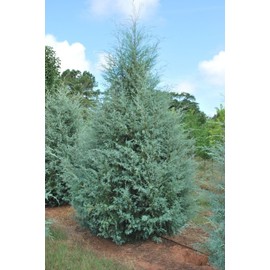 Carolina Sapphire Blue Cypress - (2.5 QT) | Evergreen | Bright Blue Foliage