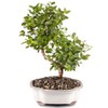 Brussel's Bonsai Live Chinese Sweet Plum Bonsai Tree - 5