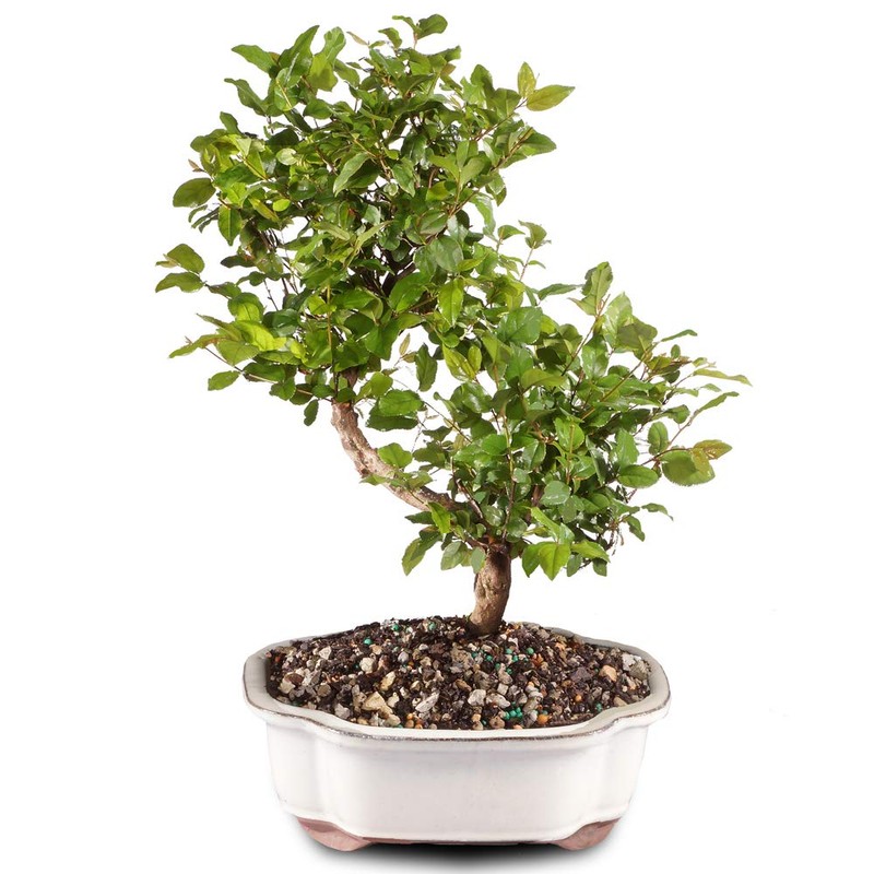 Brussel's Bonsai Live Chinese Sweet Plum Bonsai Tree - 5