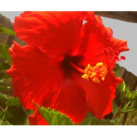 Brilliant Red - Heirloom Tropical Hibiscus rosa-sinensis Live Plant Single Flower Starter Emerald Goddess Gardens Sz 4 Inch Pot