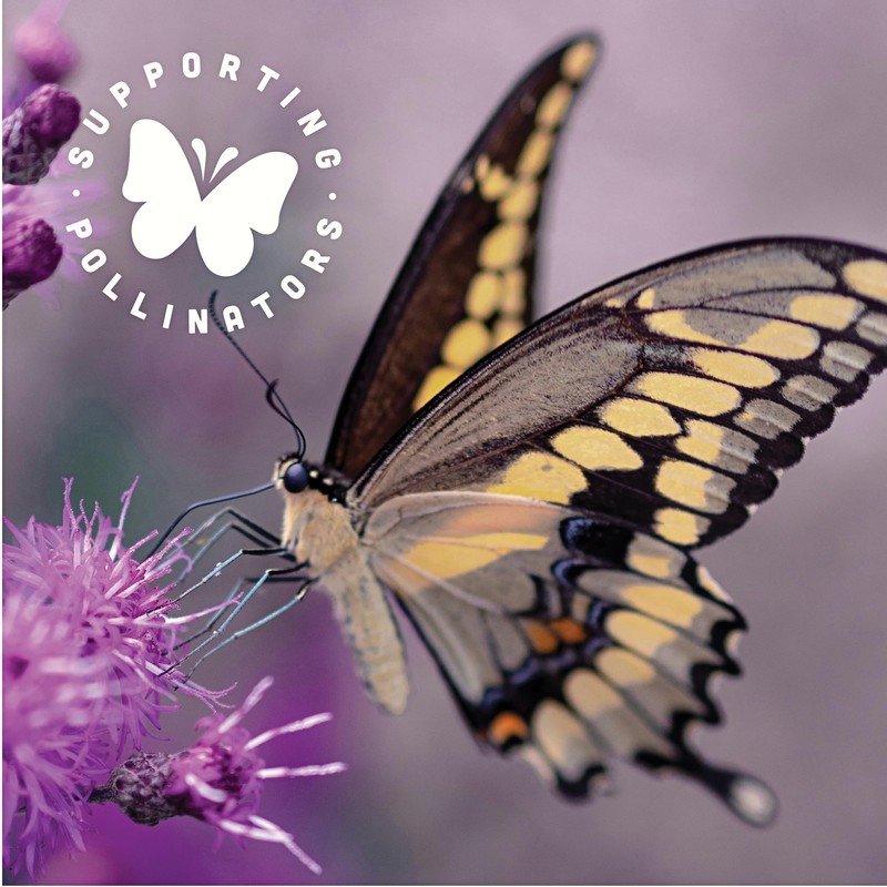 Popcorn Micro No Slt Oil , 6 X 8.7 Oz