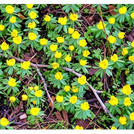 Winter Aconite Flower Bulbs for Planting - Eranthis Cilicica (10 Bulbs)