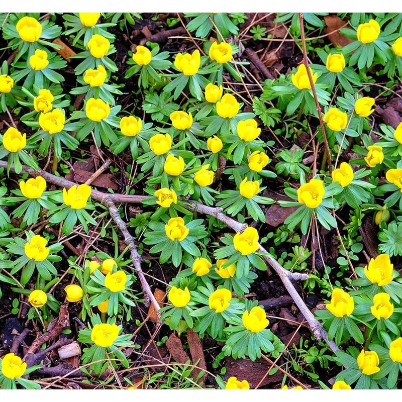 Winter Aconite Flower Bulbs for Planting - Eranthis Cilicica (10