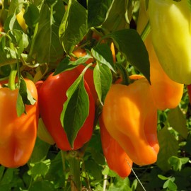 Clovers Garden Gypsy Sweet Pepper Plants– Two (2) Live Plants – Non-GMO - Not Seeds - Each 4" to 8" Tall – in 4" Inch Pots - Sweet Elongated Shape, Large Fruits