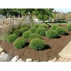 Mr Bowling Ball Arborvitae - Quart Pot - Live Plant