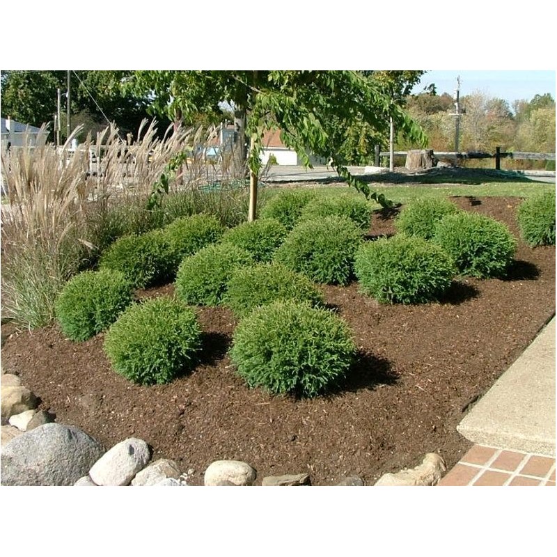 Mr Bowling Ball Arborvitae - Quart Pot - Live Plant
