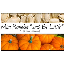 Mini Pumpkin Seeds - Jack Be Little - Prolific, Non-GMO Seeds - Growing Booklet Included - Liliana's Garden