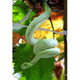 Snake Gourd Seeds for Planting - 20 Seeds - Grow Long Snake Like Gourds - Rare and Hard to Find. Ships from Iowa, USA
