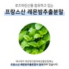 Lemon Balm Dandelion Dandelion Extract / 레몬밤단델리온 민들레추출물