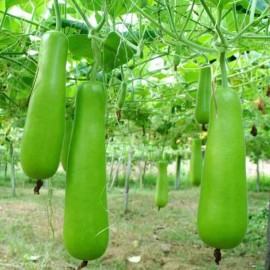 ZEshops 35pcs Long Bottle Gourd Seeds - Non-GMO Calabash Gourd Seeds for Planting