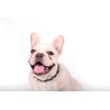 Spiked Collar for Dogs, Girl's Spike Cat Collars PU Leather