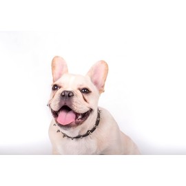 Spiked Collar for Dogs, Girl's Spike Cat Collars PU Leather Mushrooms Rivet Studded Spiky Puppy Collars for XS Small Dogs Kitten Female Pets Like Chihuahua, Red, S