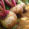 포미식탁 국내산 레드비트 1kg 크기혼합 Domestic Red Beet 1kg Mixed