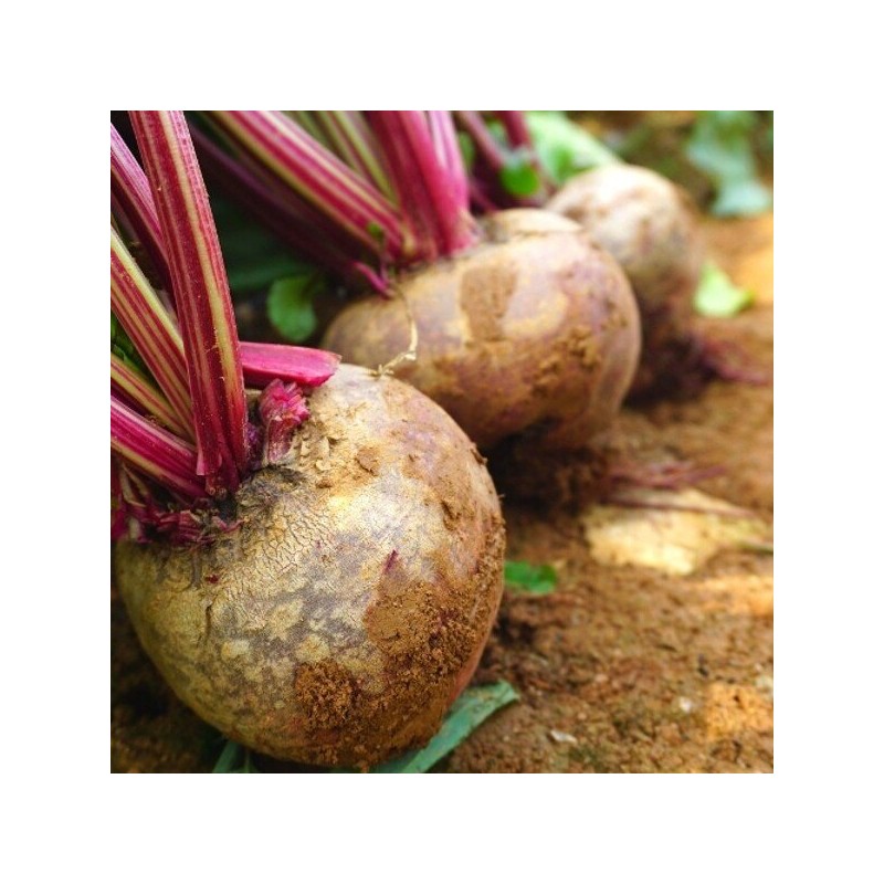 포미식탁 국내산 레드비트 1kg 크기혼합 Domestic Red Beet 1kg Mixed