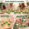 48pzs Velas Cactus Aromaticas Suculento Decorativas Con Caja