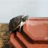 Flushbay Reptile Habitat Décor Hideouts Basking Platform with Ramp for