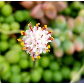 Live Succulent (4" String of Pearls), Succulents Plants Live, Succulent Plants Fully Rooted, Rare House Plant for Home Office Decoration, DIY Projects, Party Favor Gift by Fatplants