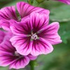 Outsidepride Braveheart French Hollyhock Seeds - 100 Pcs Perennial Purple