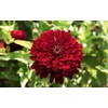 TomorrowSeeds - Meteor Burgundy Zinnia Seeds - 900+ Count -