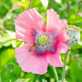 Poppy Seeds - Pepperbox - Packet - Purple/Pink Flower Seeds, Open Pollinated Seed Attracts Bees, Attracts Butterflies, Attracts Pollinators, Easy to Grow & Maintain, Container Garden