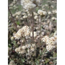 CZ Grain 100 Prairie Pussytoes Seeds for Planting Antennaria neglecta