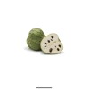 Tree Cherimoya With Pot 8” Live Plant Seedling Fruit Tree