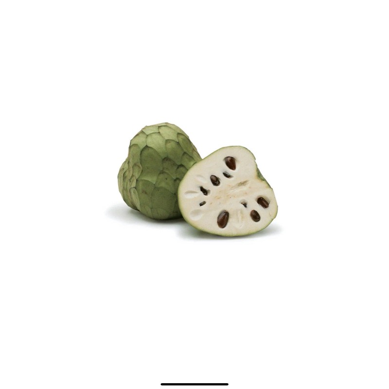 Tree Cherimoya With Pot 8” Live Plant Seedling Fruit Tree