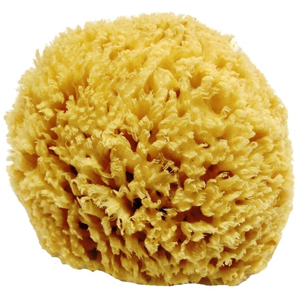 Unbleached Honeycomb Natural Sea Sponge - 100% Natural, Organic, Strong, Durable, Hypoallergenic -for Children and Adults - Used in Bath, Shower, Cleansing, Exfoliating, Art, Pets, Gift (Small)