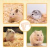 Hamster Platform, Funny Wooden Hamsters Shelf Hamster Cage Platform Suitable