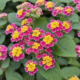 50+Mix Lantana Seeds for Planting -Perennial Seeds Garden Plants Outdoors Home Summer Flower Seeds