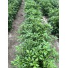 Leaning Tree Micro-Farm Naturally Dried Scotch Bonnet Peppers-Yellow- 1 oz.