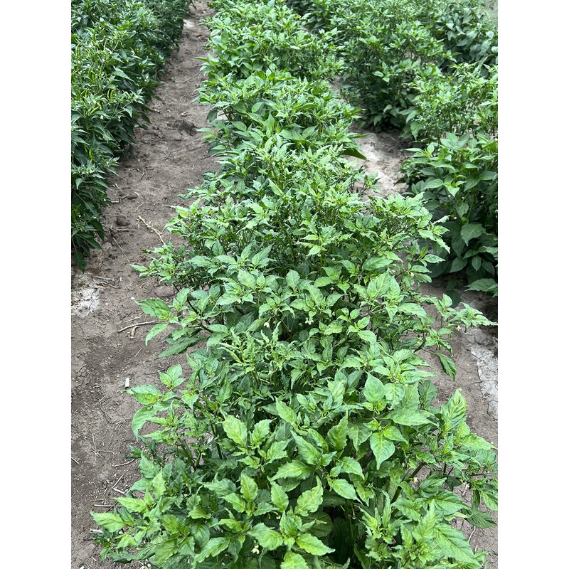 Leaning Tree Micro-Farm Naturally Dried Scotch Bonnet Peppers-Yellow- 1 oz.