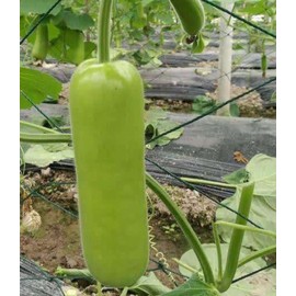 The Blue Bird Garden 25+ Vegetable Bottle Gourd, Pu Gua Seeds (Lagenaria Siceraria,Opo,