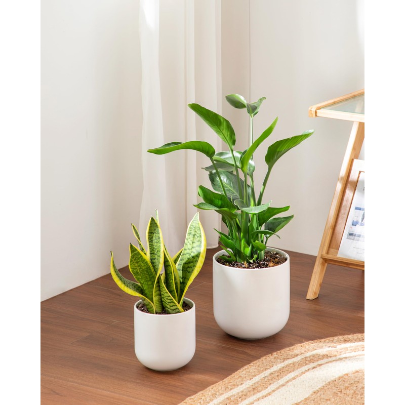 vancasso 6 Inch Ceramic Plant Pots, Planters with Drainage Hole,