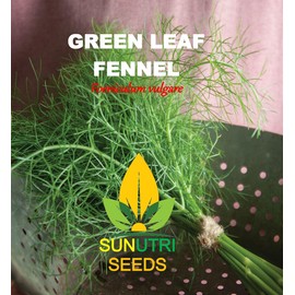 Fennel Seeds, 200+ Green Leaf, Heirloom, Non GMO Seeds, Foeniculum vulgare