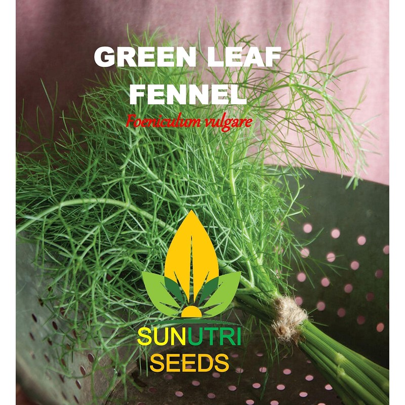 Fennel Seeds, 200+ Green Leaf, Heirloom, Non GMO Seeds, Foeniculum