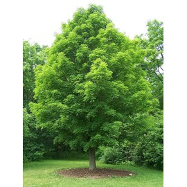 1-1000 PCS Northern Sugar Maple Tree Seeds Canada Acer Saccharum Yellow Red 0141 (10+ Seeds)