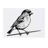 'House Sparrow' Temporary Tattoo - Water Resistant, Skin-Safe, Non-Toxic Transfer