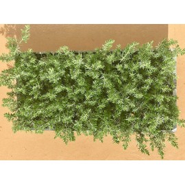 Blue Pacific Shore Juniper | 40 Live Plants | Juniperus Conferta | Evergreen Ground Cover, Hardy Coastal Landscaping, Low Maintenance Shrub, Drought Tolerant, Spreading Growth