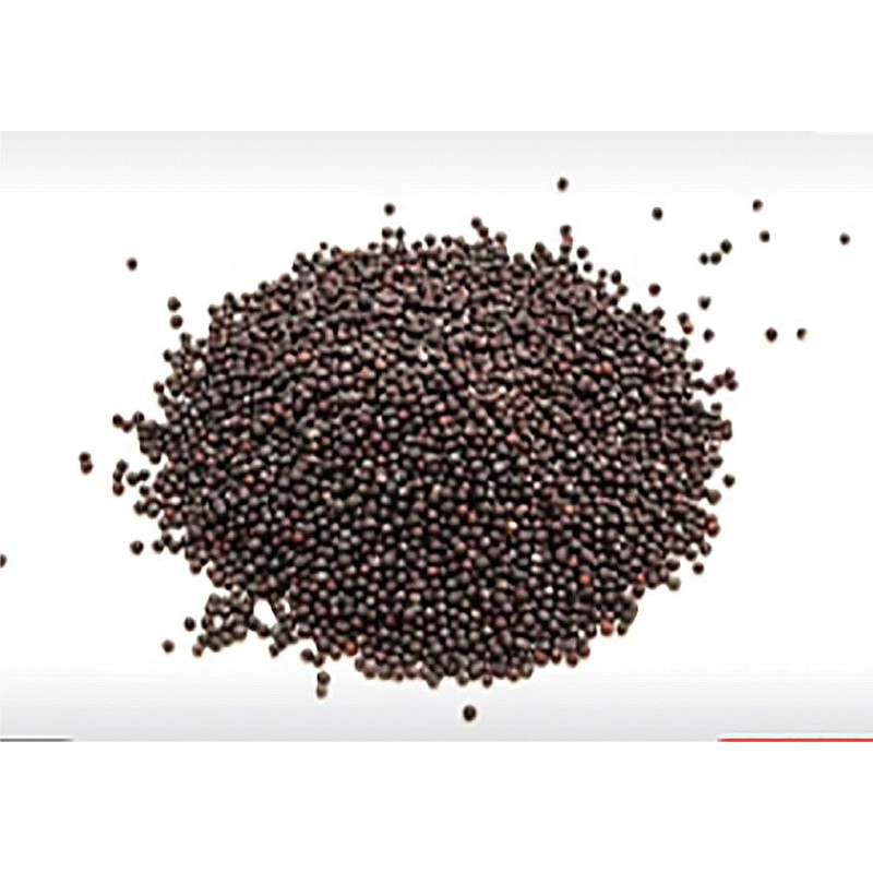 1100 Shanghai Pak Choi, Bok Choy Seeds - Delicious Chinese