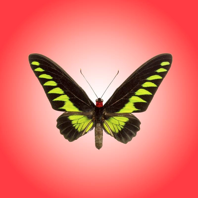 Trogonoptera Brookiana Butterfly | Petite Art Block - Color: Gradient